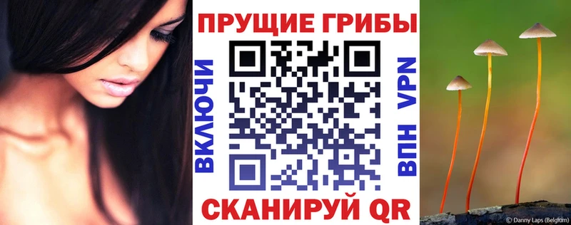 Галлюциногенные грибы Psilocybine cubensis  Куртамыш 